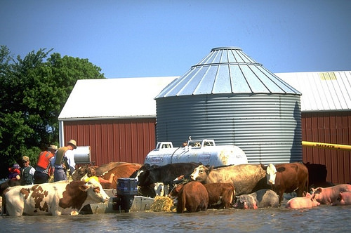 Take These Steps to Prepare Livestock and Animals Ahead of Severe Weather