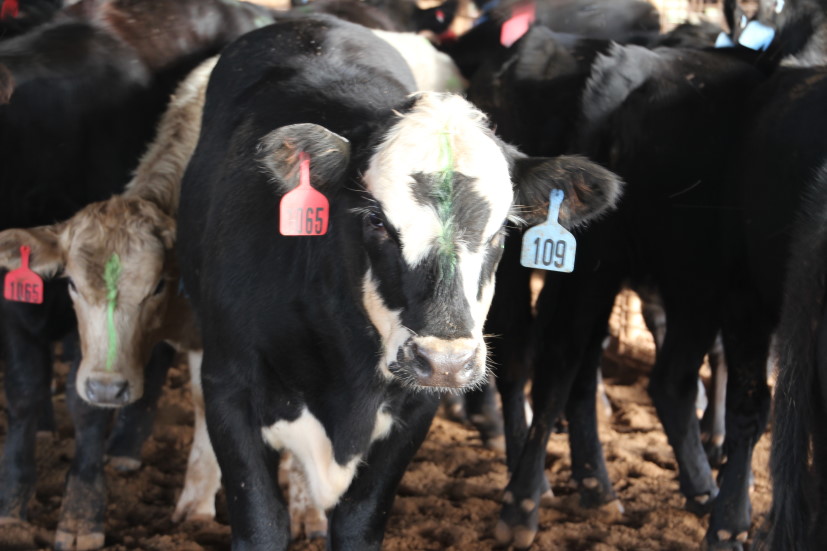 Ranch Management Expert's Two Keys to Overcoming Obstacles and Increasing Your Bottom Line
