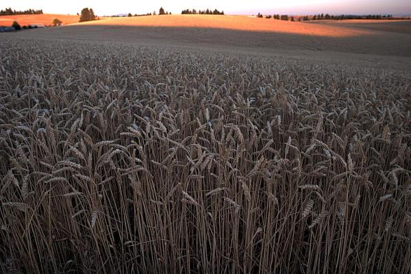 US Wheat Industry May Be Having a Tough Time, But It Still Offers the Most Competitive Product