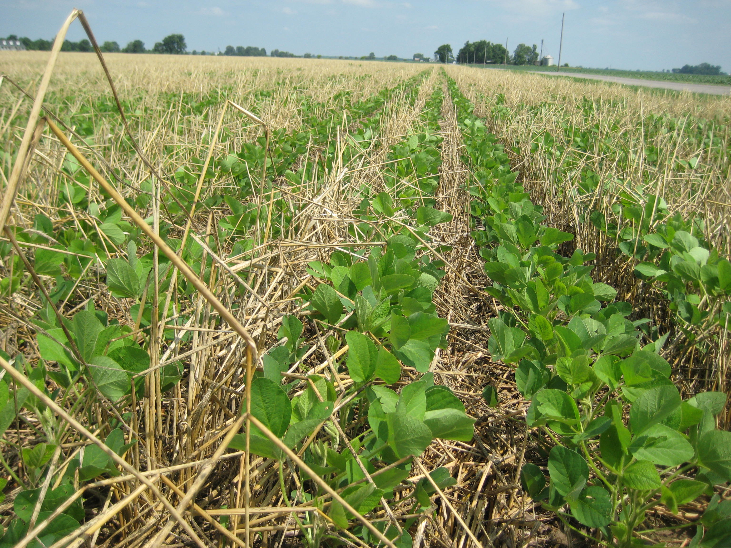 Oklahoma Farm Report Cover Crops Work American Seed Trade Vice oklahoma-farm-report-cover-crops-work-american-seed-trade-vice