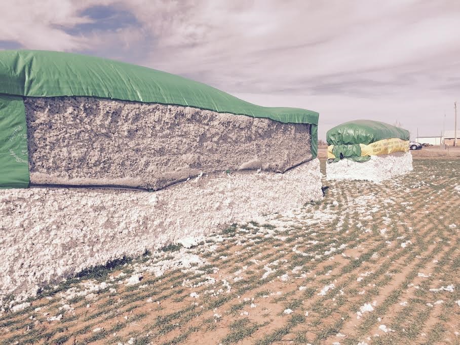 Cotton Harvest Pleasantly Surprises Producers Who Retain an Optimistic Outlook Despite Challenges