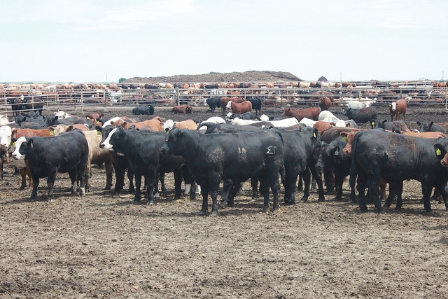 Growing Cattle Inventories and Beef Supplies Cause Some Heartburn as Year-End Markets Wrap Up