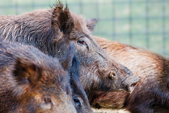 Oklahoma's Wildlife Services Surpasses 2016 Goal for Feral Swine Elimination in the State