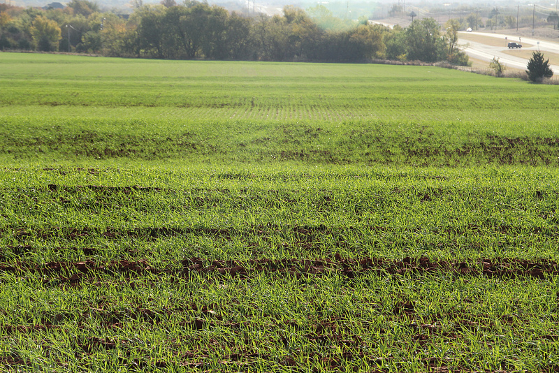 OSU's Dr. Kim Anderson Explains the Effects of the Weak Export Demand on Domestic Wheat Prices