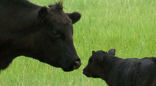 US Cattle Herd Tops 93 Million- Oklahoma Stands as Second Largest Beef Cow State and Fourth Largest Beef Cattle State