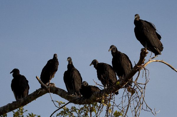 State Legislative Committees Finger Black Vulture as a Serious Predator of Baby Calves