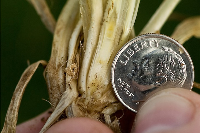 Producers with a Dual-Purpose Wheat Crop Should Start Checking for First Hollow Stem Stage