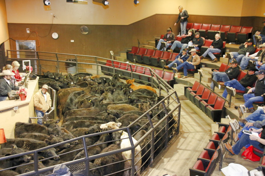 Oklahoma Farm Report Oklahoma National Stockyards Calls Feeder Market