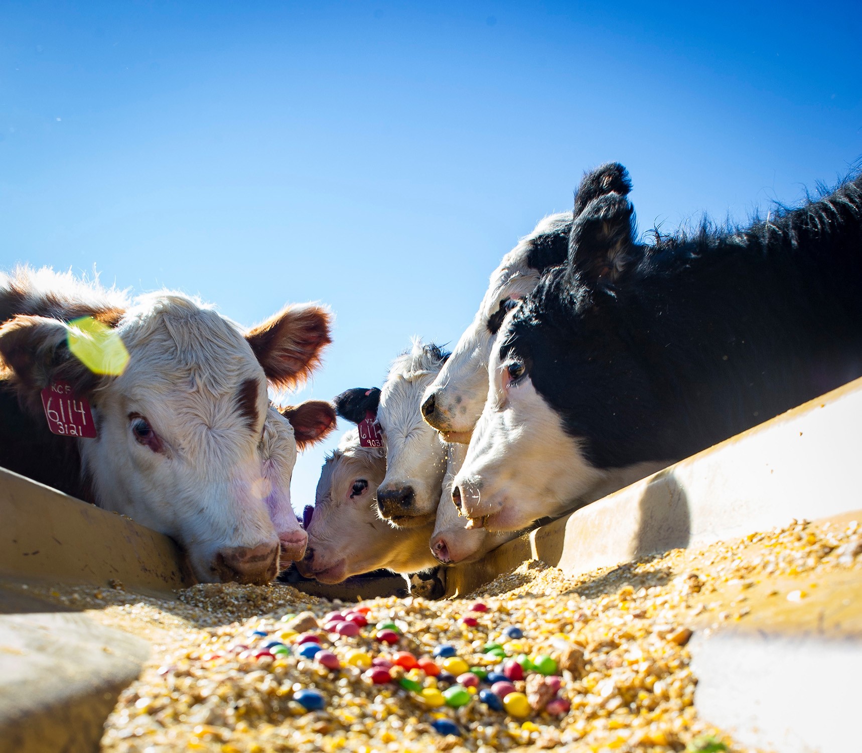 Feeding Your Cattle's Sweet Tooth with Alternative Feeds Like Candy Can Help Improve Bottomlines