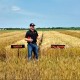 OSU Extension First Hollow Stem Update Reinforces Imperative Removal of Cattle from Wheat Fields