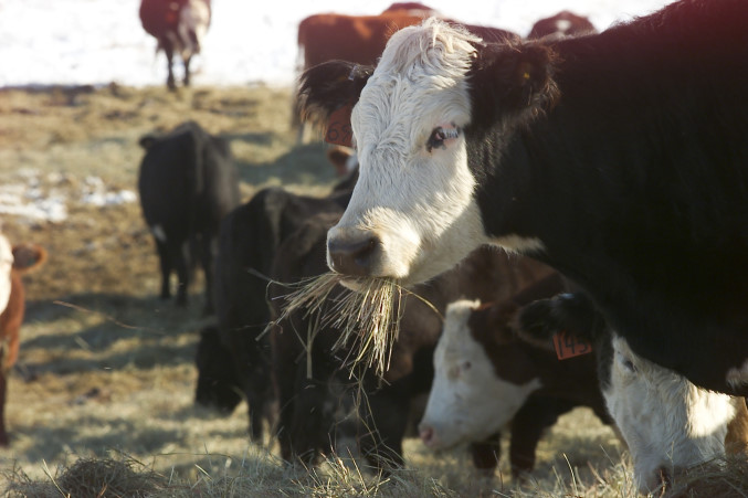 Integrity Beef Sustainability Pilot Project Unveiled Nationally- Two Year Project to Verify Sustainable Practices Along Beef Chain