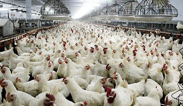 Bird Flu Arrives- First 2017 Case of Highly Pathogenic H7 Avian Influenza in a Commercial Flock Found in Tennessee