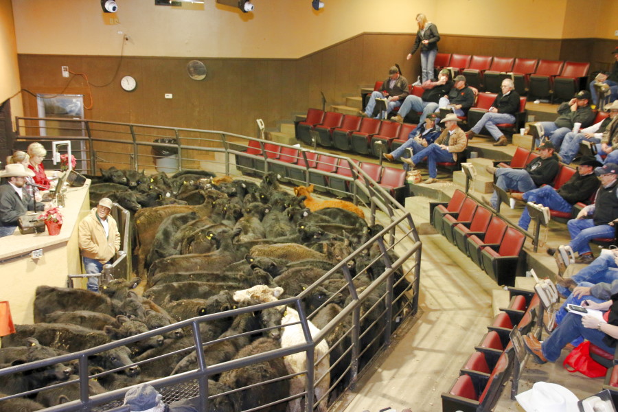Oklahoma National Stockyards Reports Two to Five Dollar Higher Yearling Prices in Monday Auction