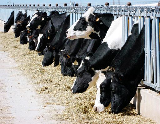 Dairy Farmers of America Joins Newly Launched Project Gigaton Initiative to Reduce Emissions