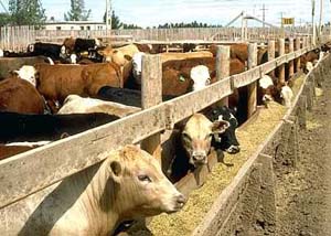 Latest Cattle on Feed Report Reveals a Strong, Aggressive Market Not Afraid to Set Its Own Pace