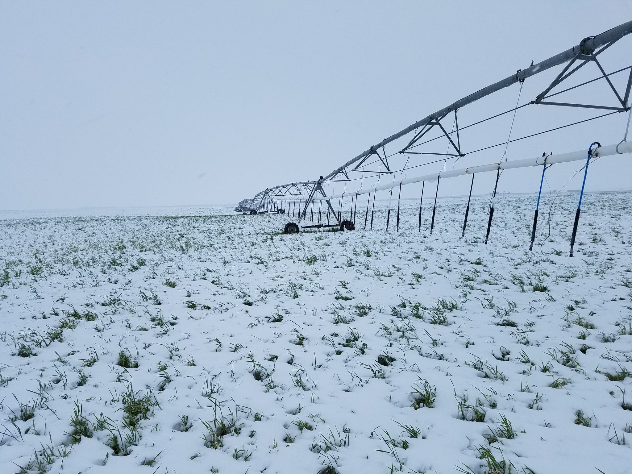 Wheat Crop Covered With Snow- and a Variety of Diseases as Harvest Draws Ever Closer