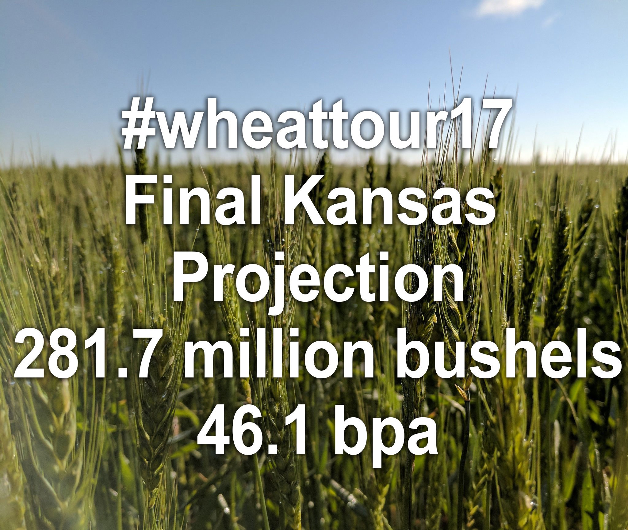 Kansas Wheat Crop Projected at 281 Million Bushels- Down Forty Percent from 2016