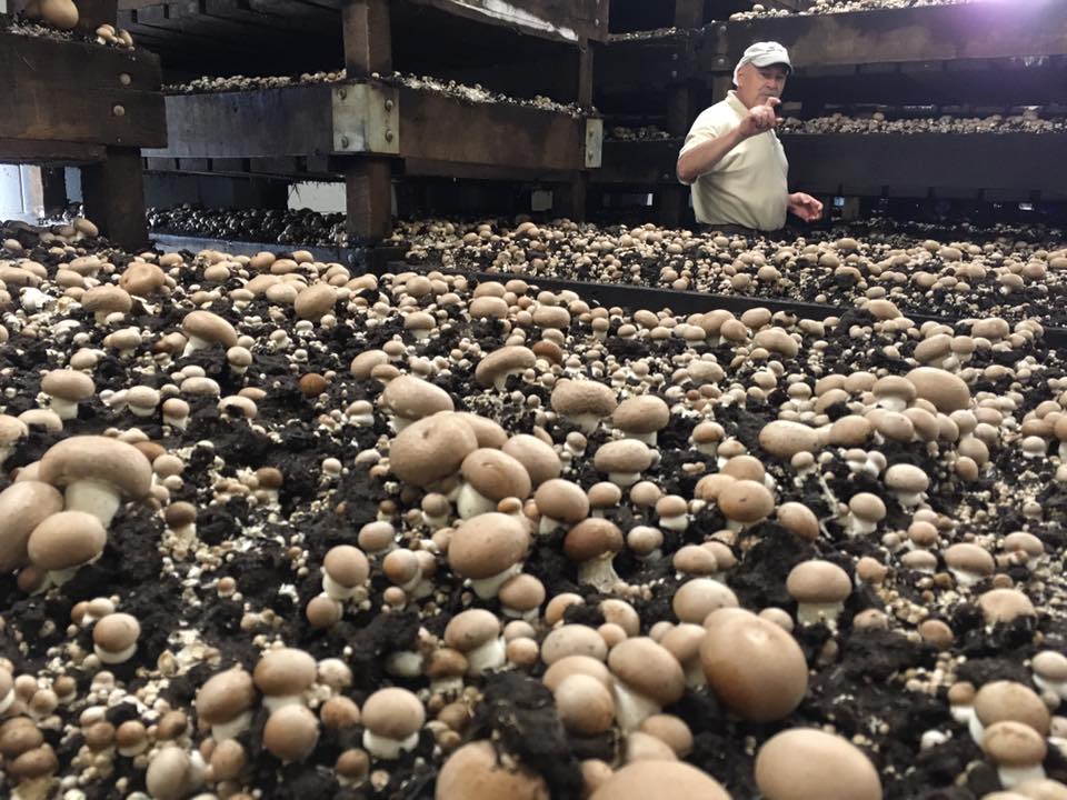 Oklahoma Farm Report From Mushrooms to Blackberries The Ag on Route 66 Summer Tour for
