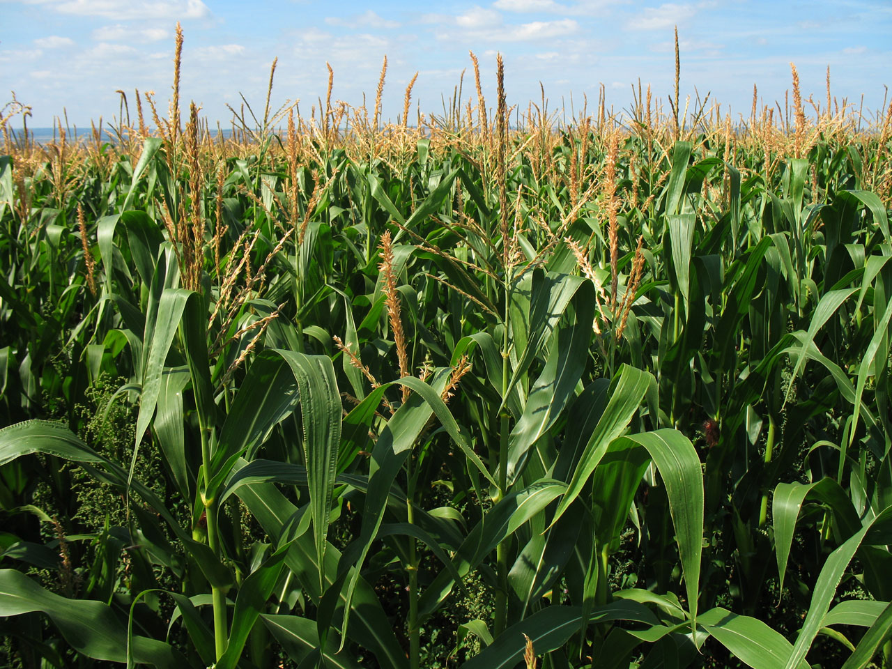 NCGA's Corn Congress Calls for Faster Access to New Biotechnology-Enhanced Crop Traits