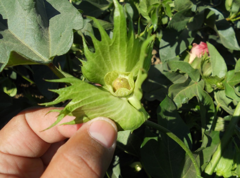Cotton Setting Bolls and Corn Doughing Throughout Region in this Week's Crop Progress Report