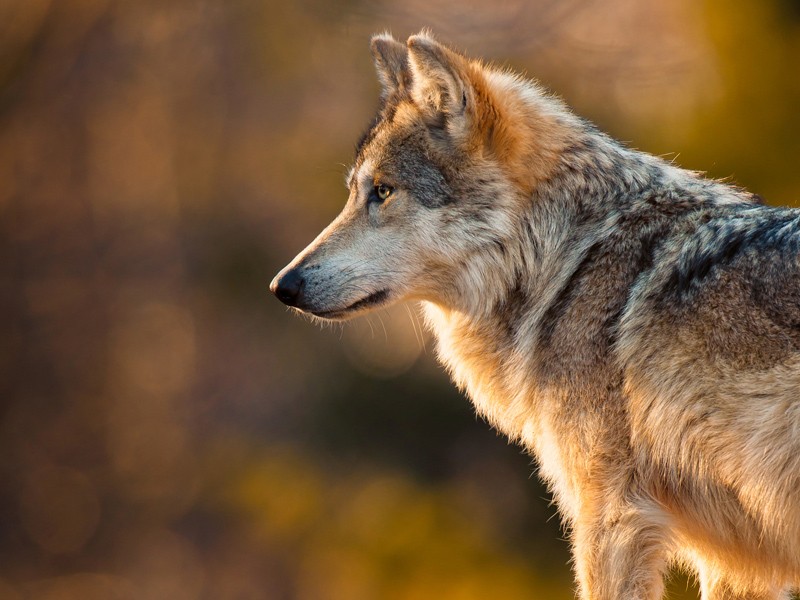 Cattle Ranchers Threatened by Gray Wolf Population Taken Aback by Court's 