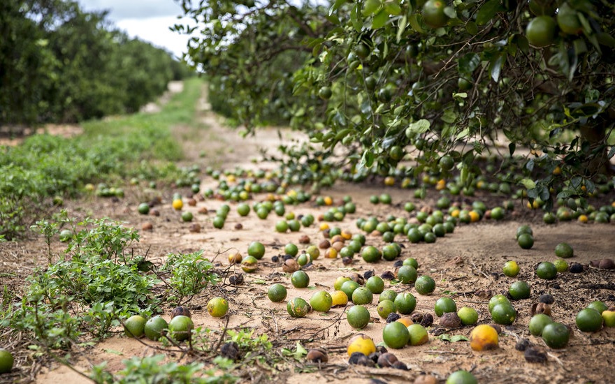 Florida Farm Bureau President John L. Hoblick Calls on Feds to Assist Farm Families in Irma Recovery