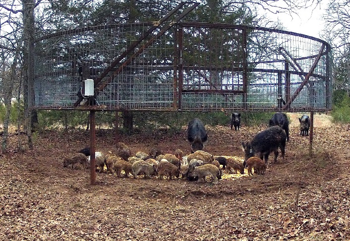 Oklahoma FFA Chapters Volunteer to Build Feral Hog Trap Gates for Assoc. of Conservation Districts