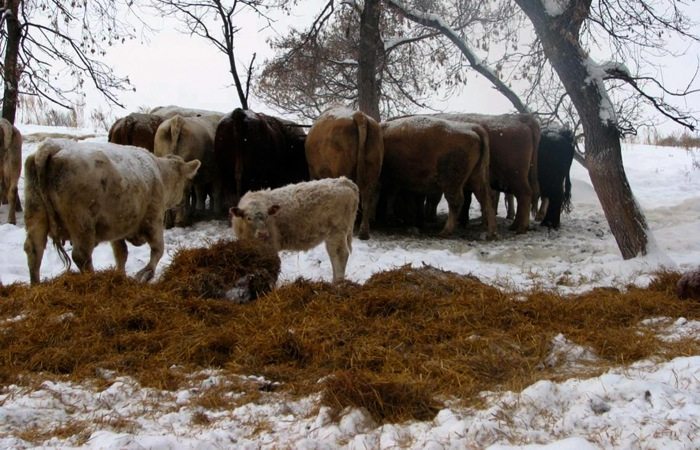 Keeping the Bugs Happy - How Supplementing Low Protein Forages Can Improve Cattle's Digestion