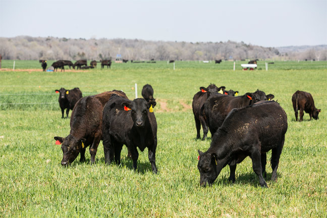 Growing Cattle Inventories Could Present Unique Opportunities for Producers in the Stocker Segment