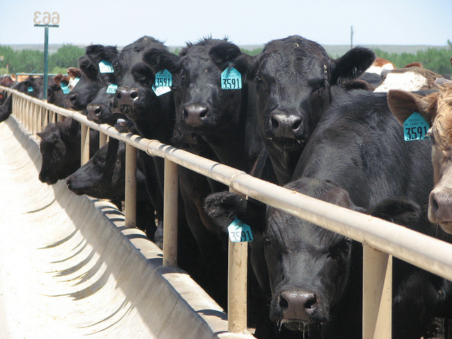 Oklahoma Beef Checkoff Referendum Defeated with 55 Percent of Ballots Counted Saying Nay