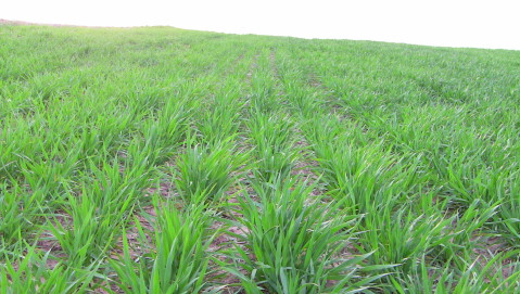 Crop Progress Rates Slow as Winter Wheat Planting and Corn and Bean Harvest Nears Completion