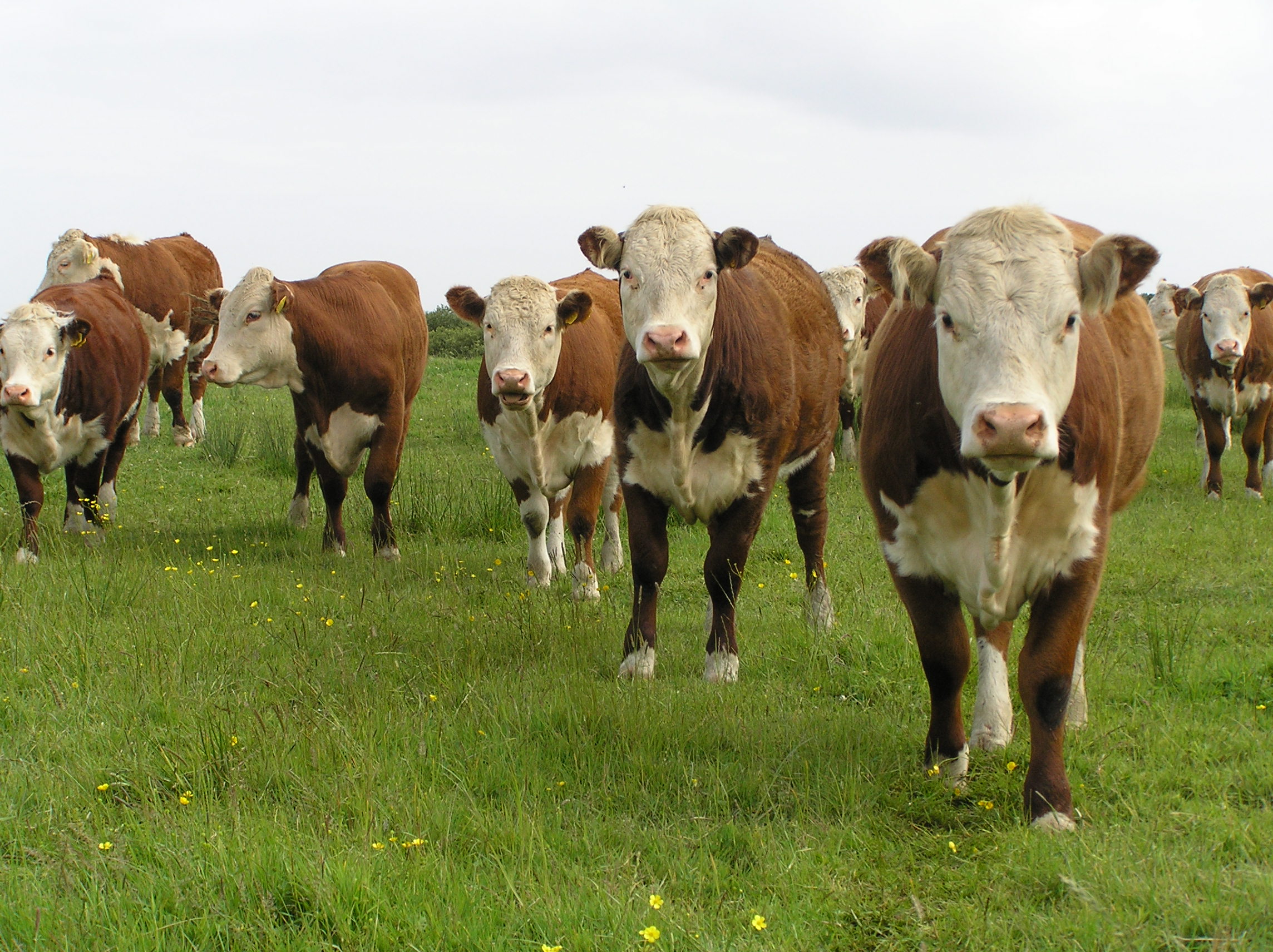 How Many Heifers Should I Keep? Glenn Selk Helps Ranchers Pick the Right Number for Their Herd