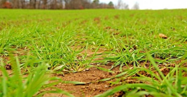 Winter Wheat Near Full Emergence as Condition Ratings Continue to Worsen in Latest USDA Crop Progress Report