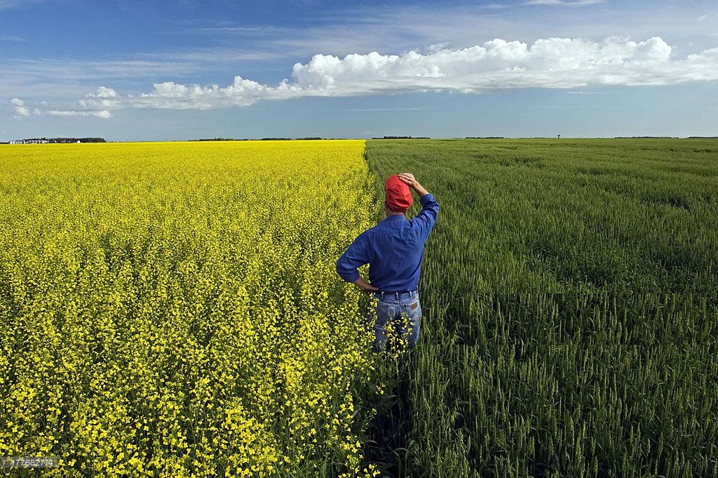 Oklahoma Farm Report The Battle Between Wheat and Canola Rabobank's