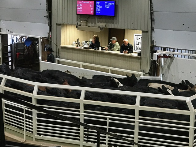 Sharply Lower Yearling Prices Reported on Wednesday at OKC West- Weather a Major Factor