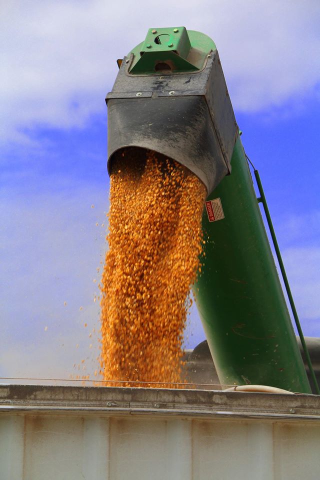 Oklahoma Farm Report Oklahoma Grain Elevator Cash Bids as of 200 pm