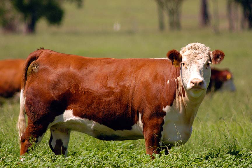 Don't Slip Now- Selk Encourages Producers to Maintain Heifer Conditions Ahead of Breeding Season