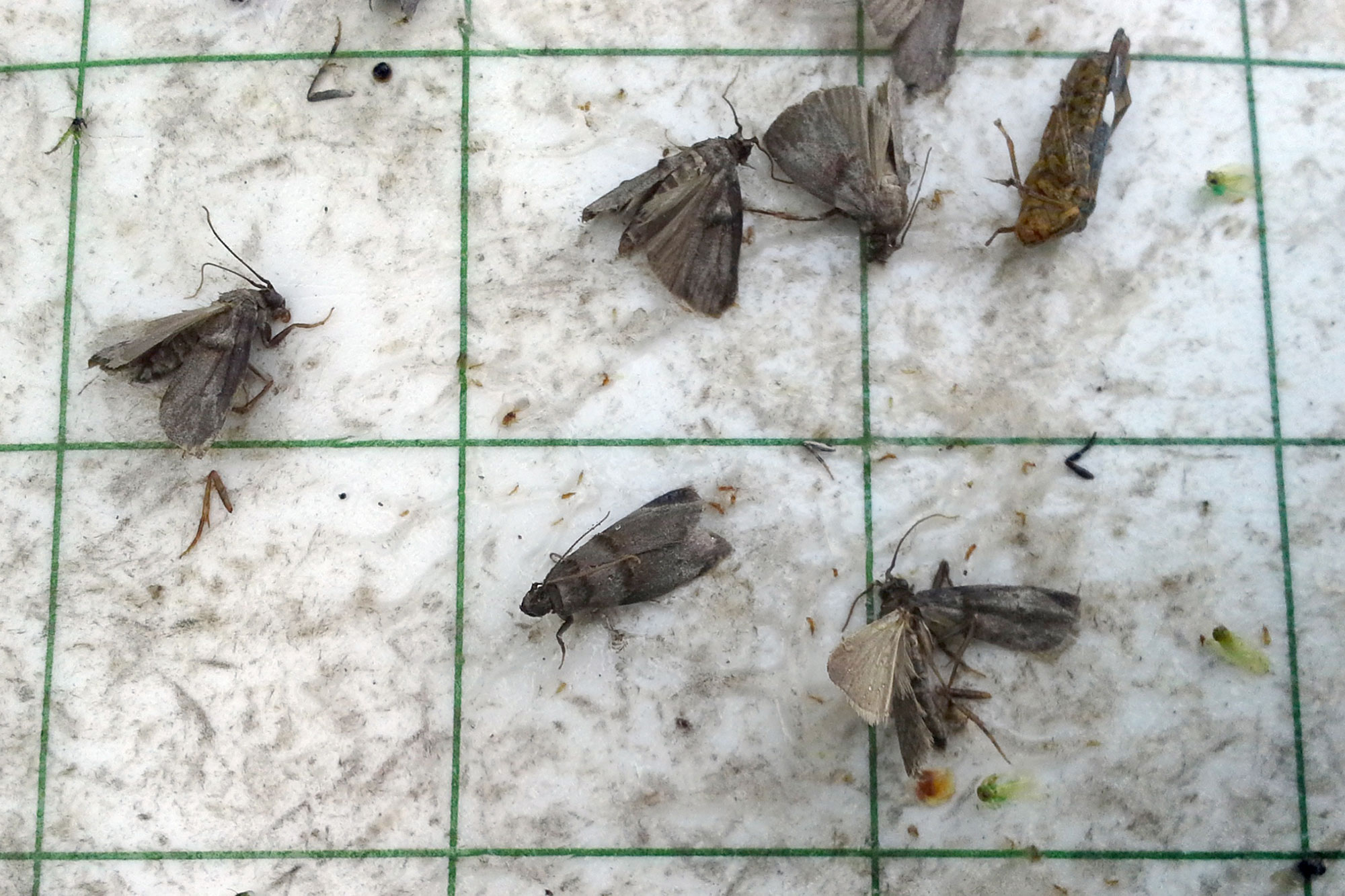 Noble Research Institute to Host Seminar Designed to Help Pecan Growers With Pest Management