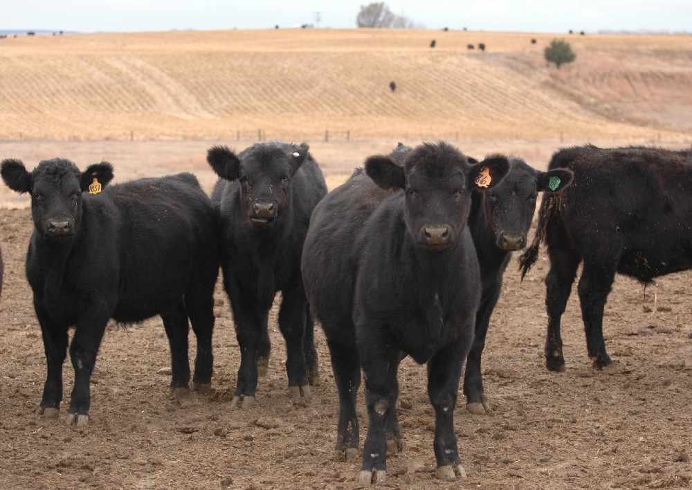 Beef Cattle Production in the US Not a Significant Contributor to Long-Term Global Warming- 