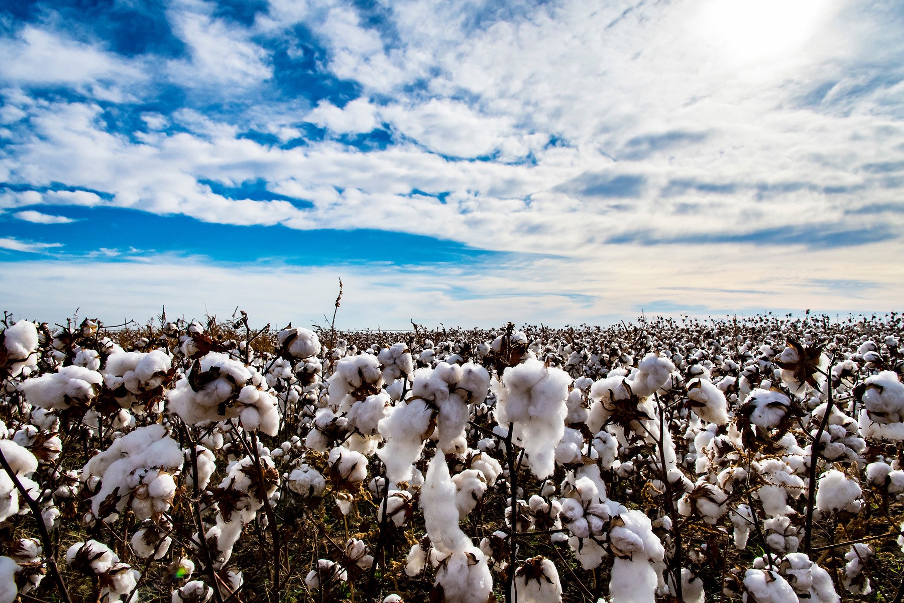 Cotton Acreage Continues Climb in Northern Texas Panhandle