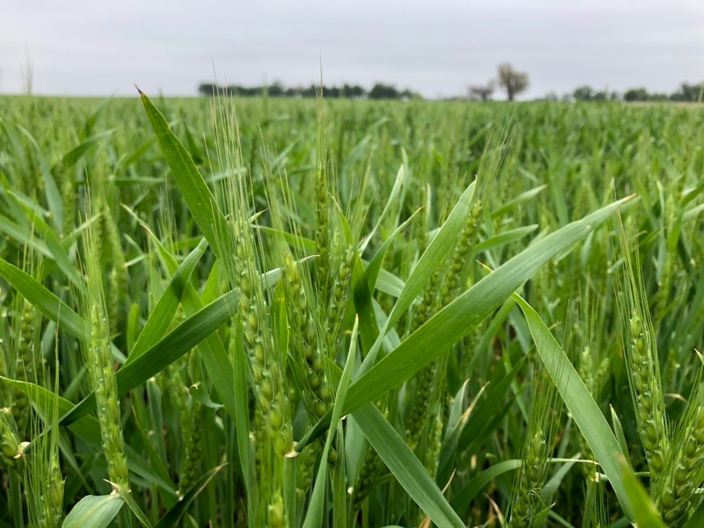 Oklahoma Farm Report Wheat Quality Council Wheat Tour in Kansas Sees Much Better Wheat Than a