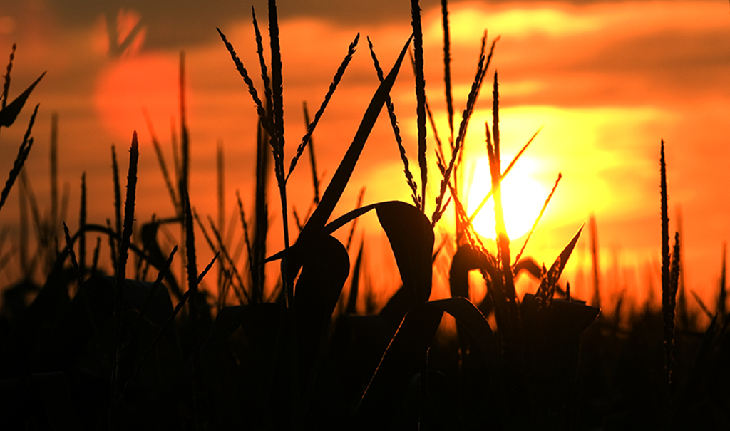 Sun Sets on Corn Crop as Farmers Fall Drastically Behind Schedule at Just 30% Complete This Week