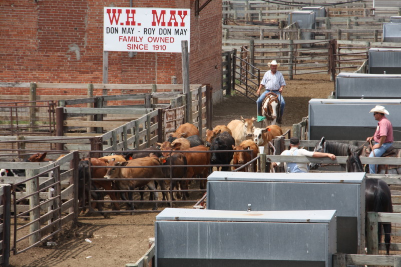 Feeder Steers, Feeder Heifers, Steer Calves and Heifer Calves All Lower at Oklahoma National on Monday