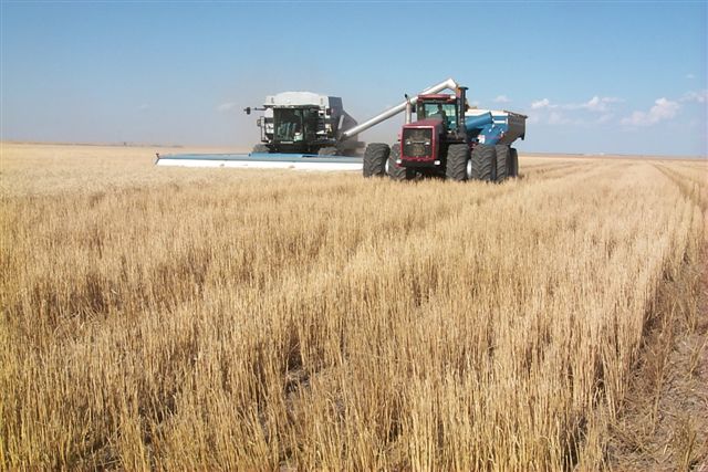 Wheat Harvest Arrives in Kansas With 16 Percent of Crop Cut in Oklahoma While 8M Corn and Soybean Acres Left Unplanted