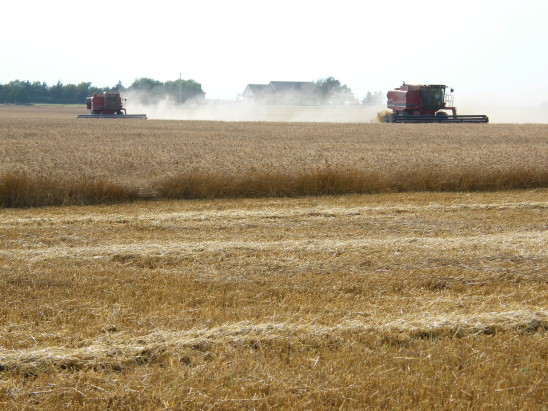 Harvest Progress Creeps Higher- Oklahoma Wheat Commission Calls Harvest 19% Complete