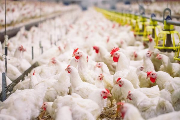 New CoBank Report Indicates US Poultry Sector Well Positioned to Withstand Profitability Pressure