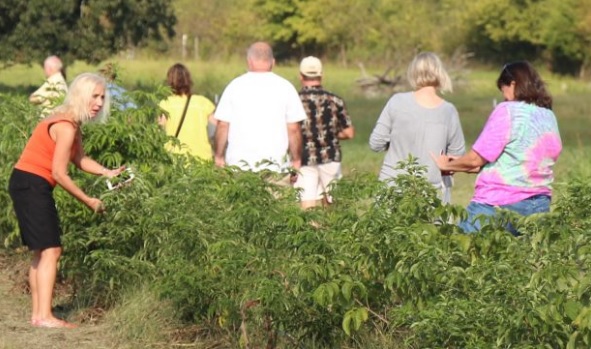 Interested in Growing Elderberries? Register Now for Upcoming Workshop Hosted by Kerr Center July 13