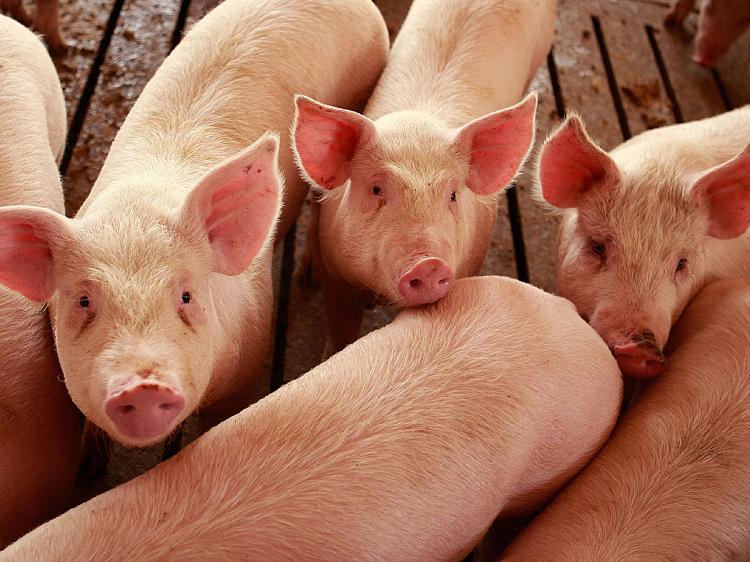 NPPC Thanks USDA For Implementing Farm Bill Program to Reduce Feral Swine Populations