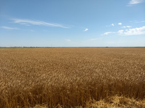 Harvest Progress Ramps Up- Oklahoma Wheat Commission Calls Harvest 47% Complete