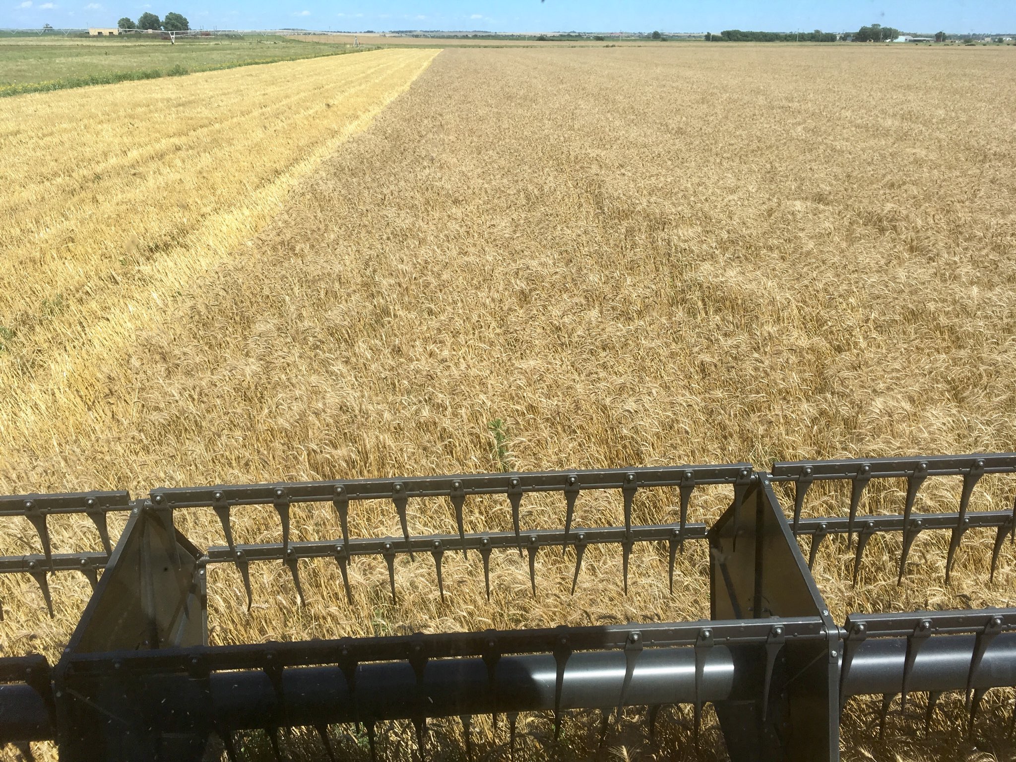 Plains Grains Says Kansas Wheat Harvest Now Stands at 91% Complete